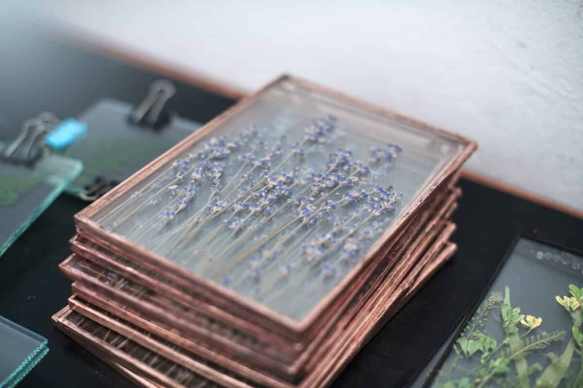 Pressed flowers