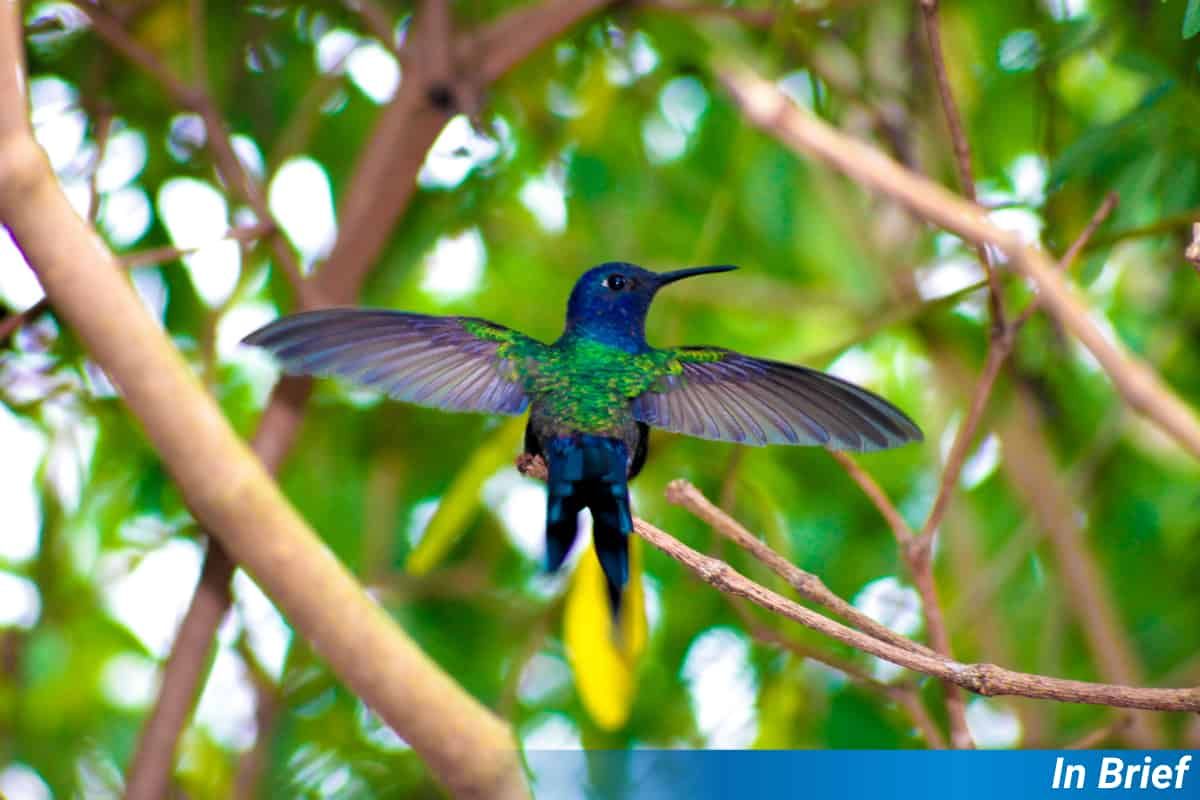 A hummingbird