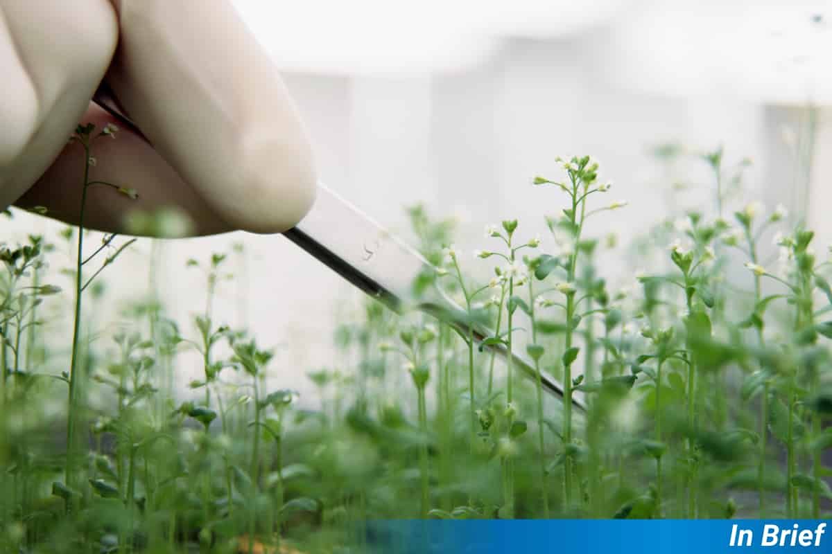 Arabidopsis et pince à épiler