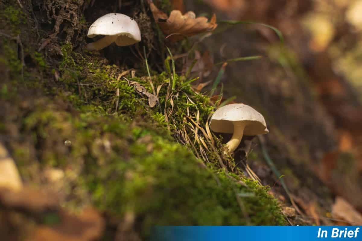 Un bosque no tan pequeño