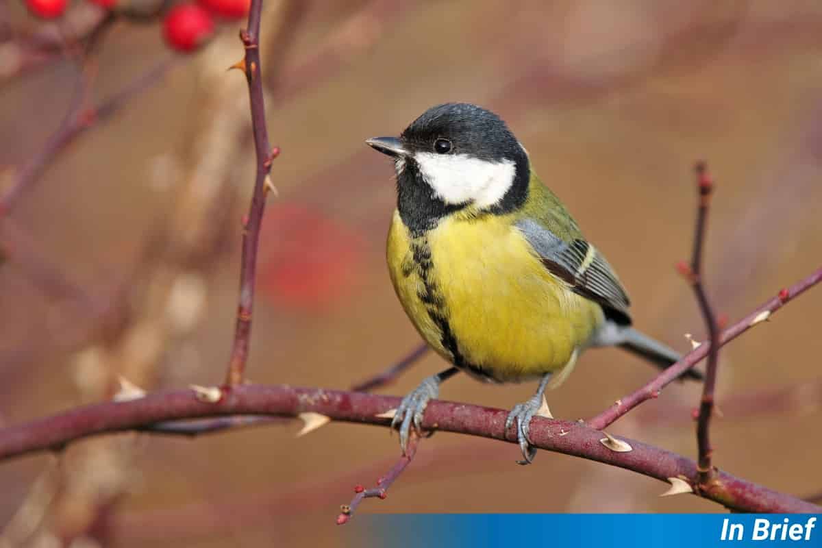 Parus major, a passerine bird, that may or may not have seeds in its gut.