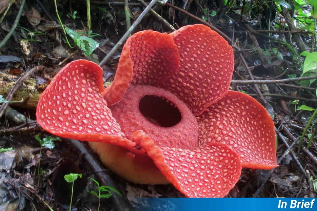 Una flor de Rafflesia, aunque probablemente no sea Rafflesia consueloae.