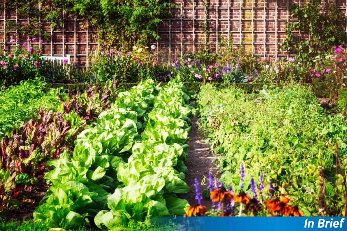 School garden