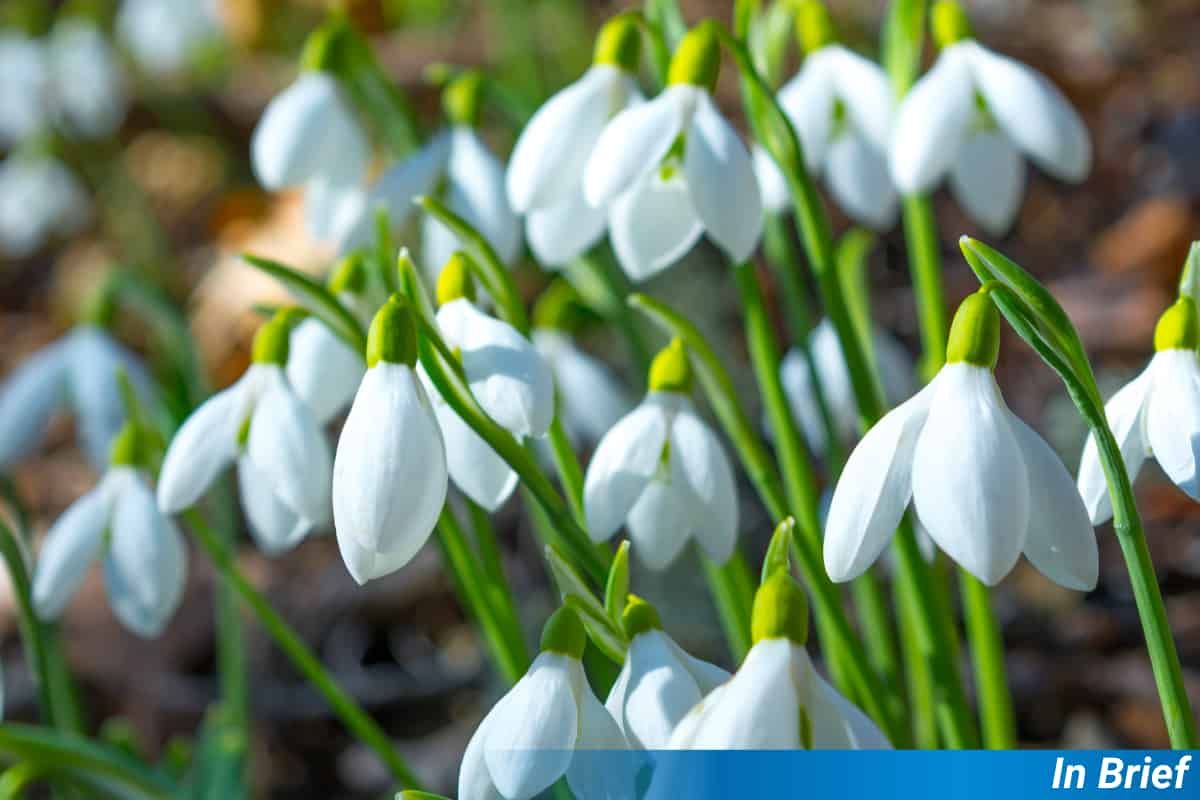 Schneeglöckchen, nicht heimisch in Großbritannien