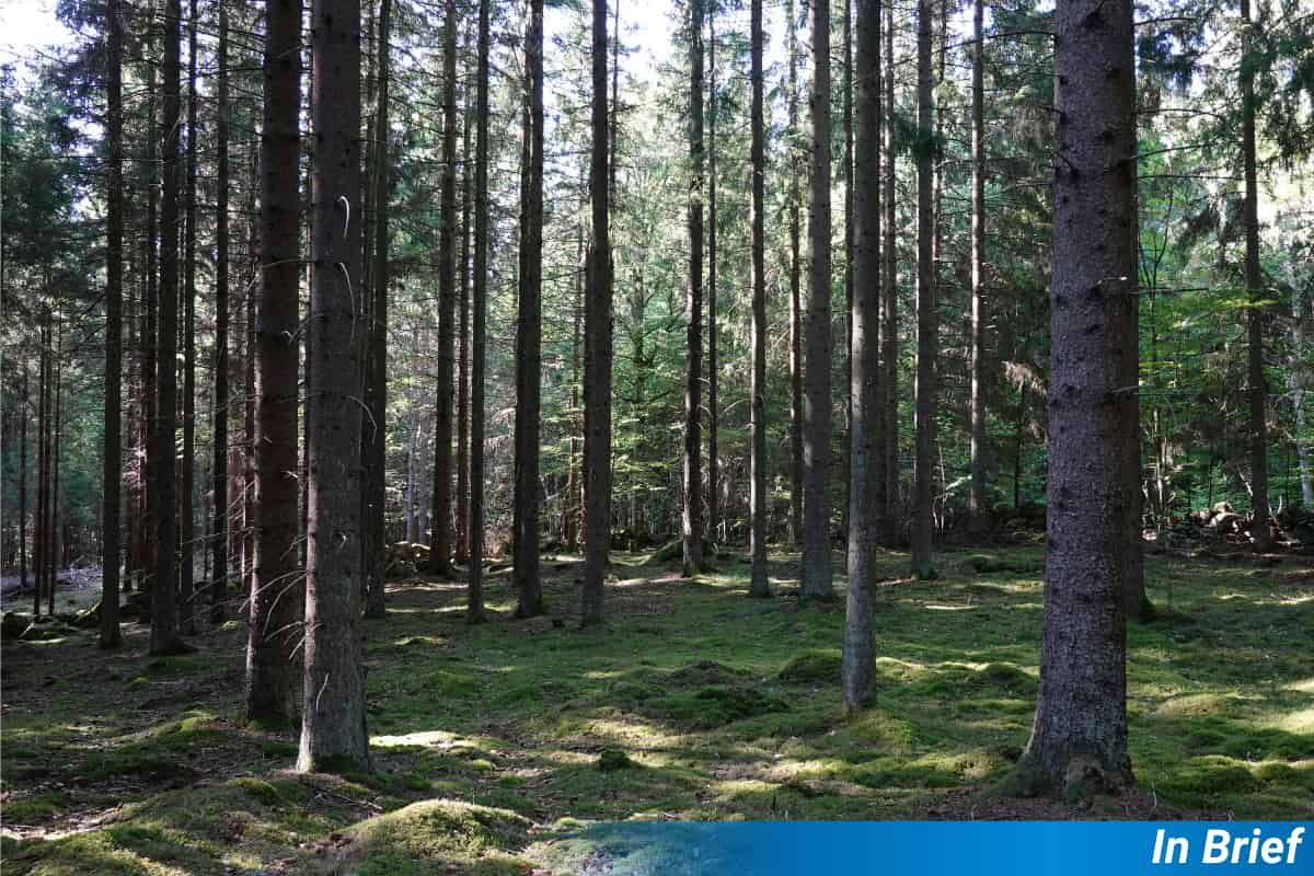 A Swedish forest