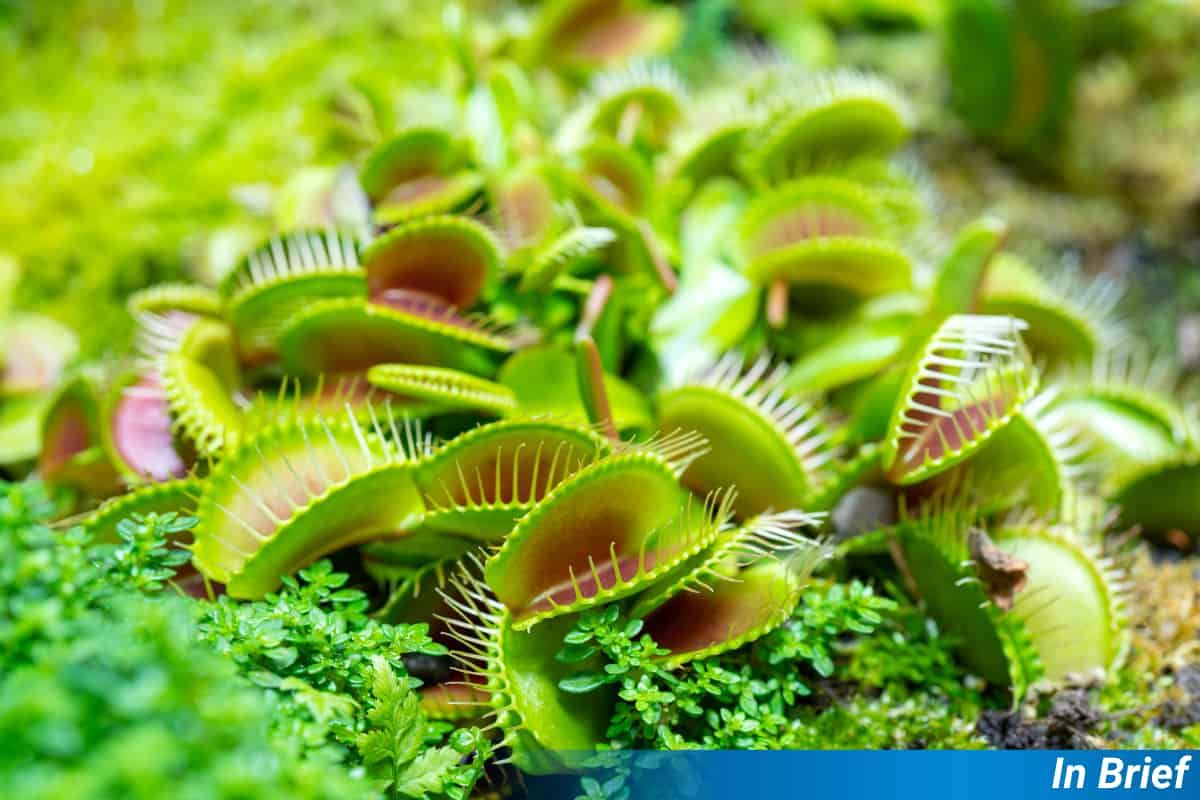Venus Flytrap