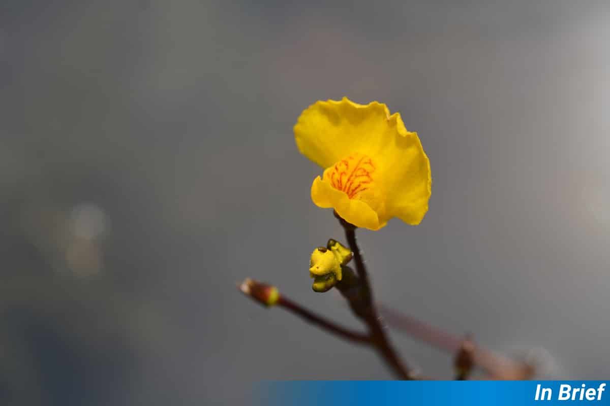 Bladderwort