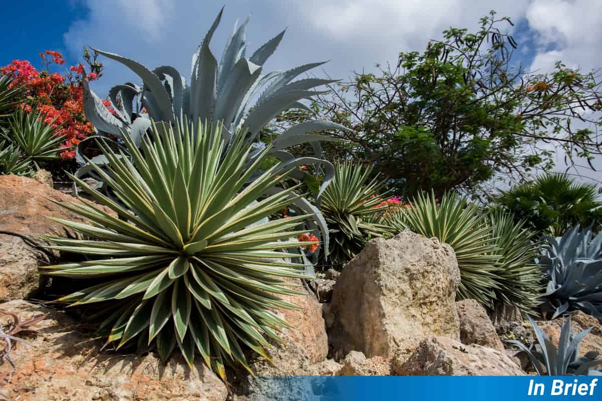 Plantes sur une petite falaise