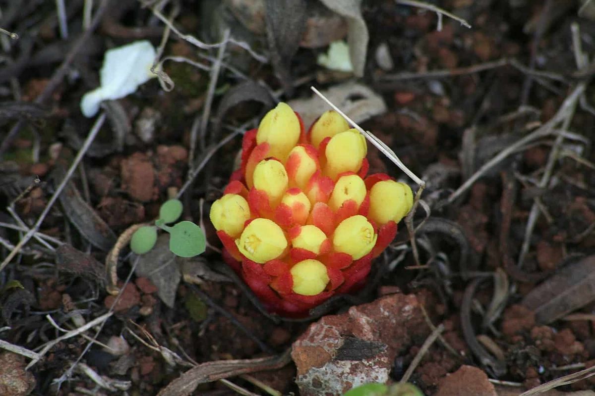 Cytinus hypocistis