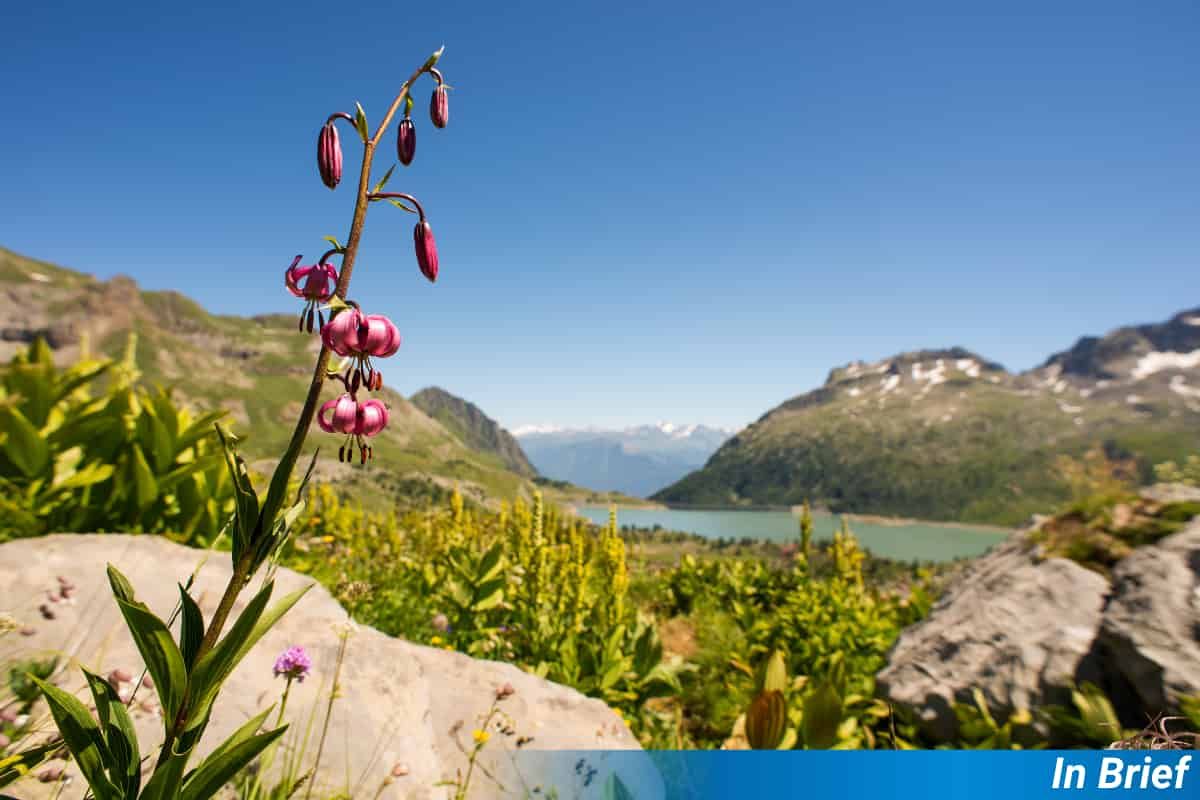 Flowers in the Swiss Alps. Snow is visible in the background.