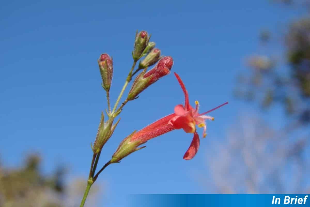 Hypenia macrantha