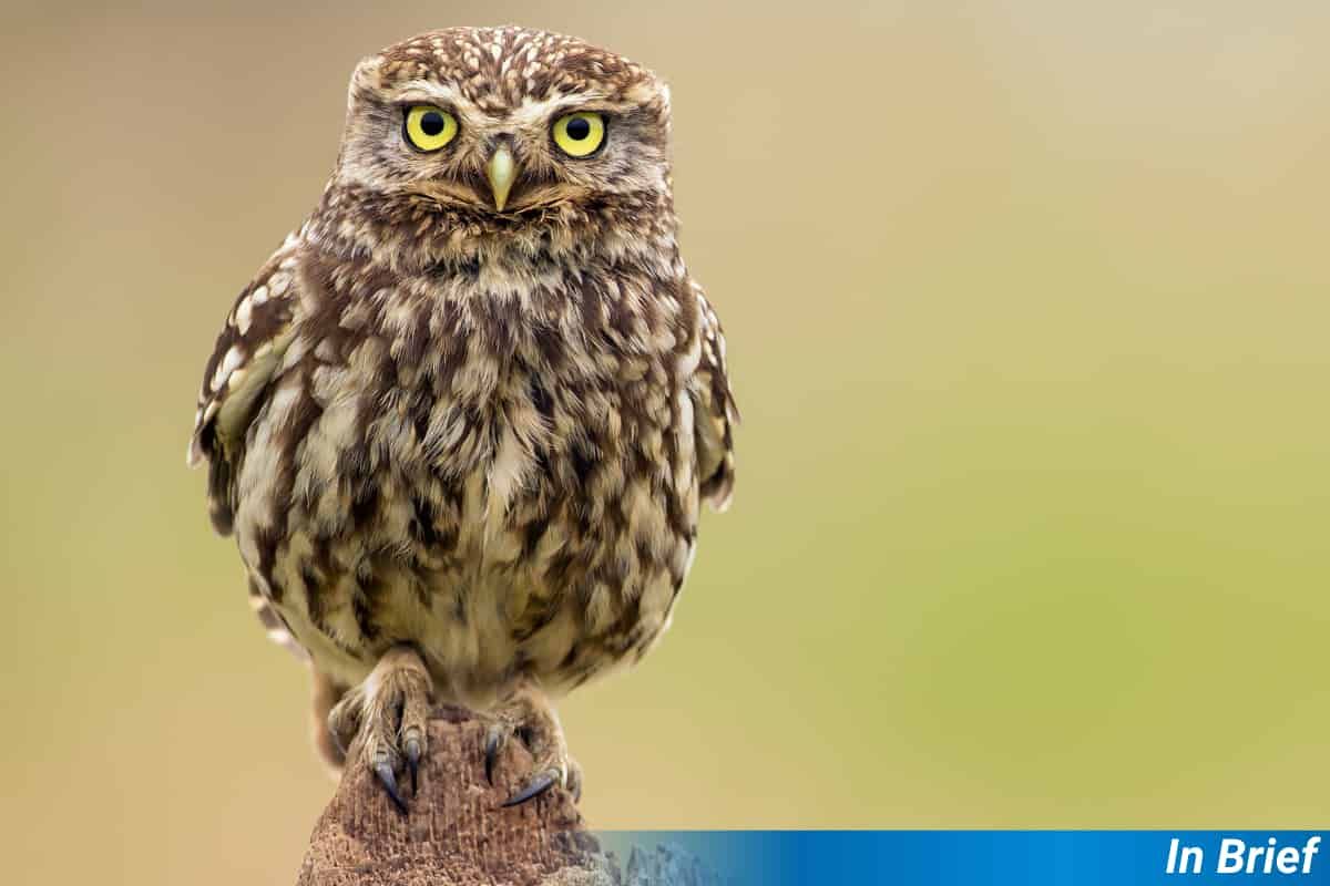 A Little Owl