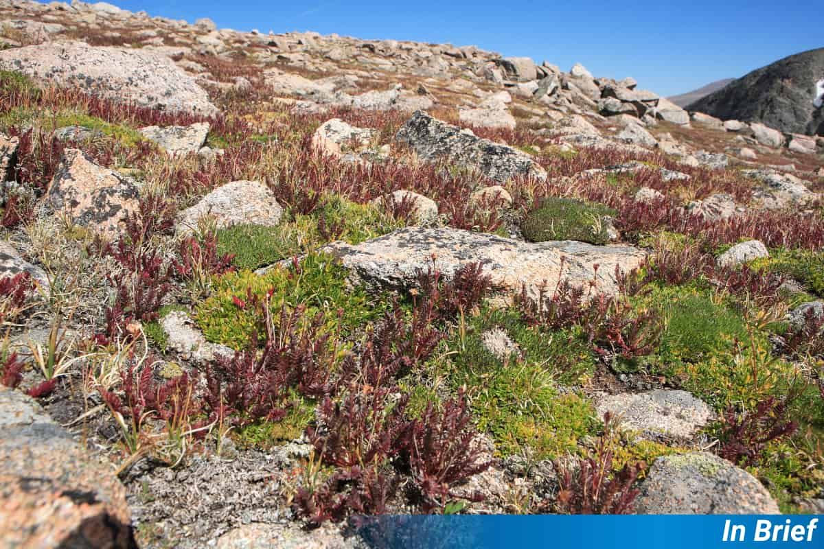 Rocks and Alpine plants