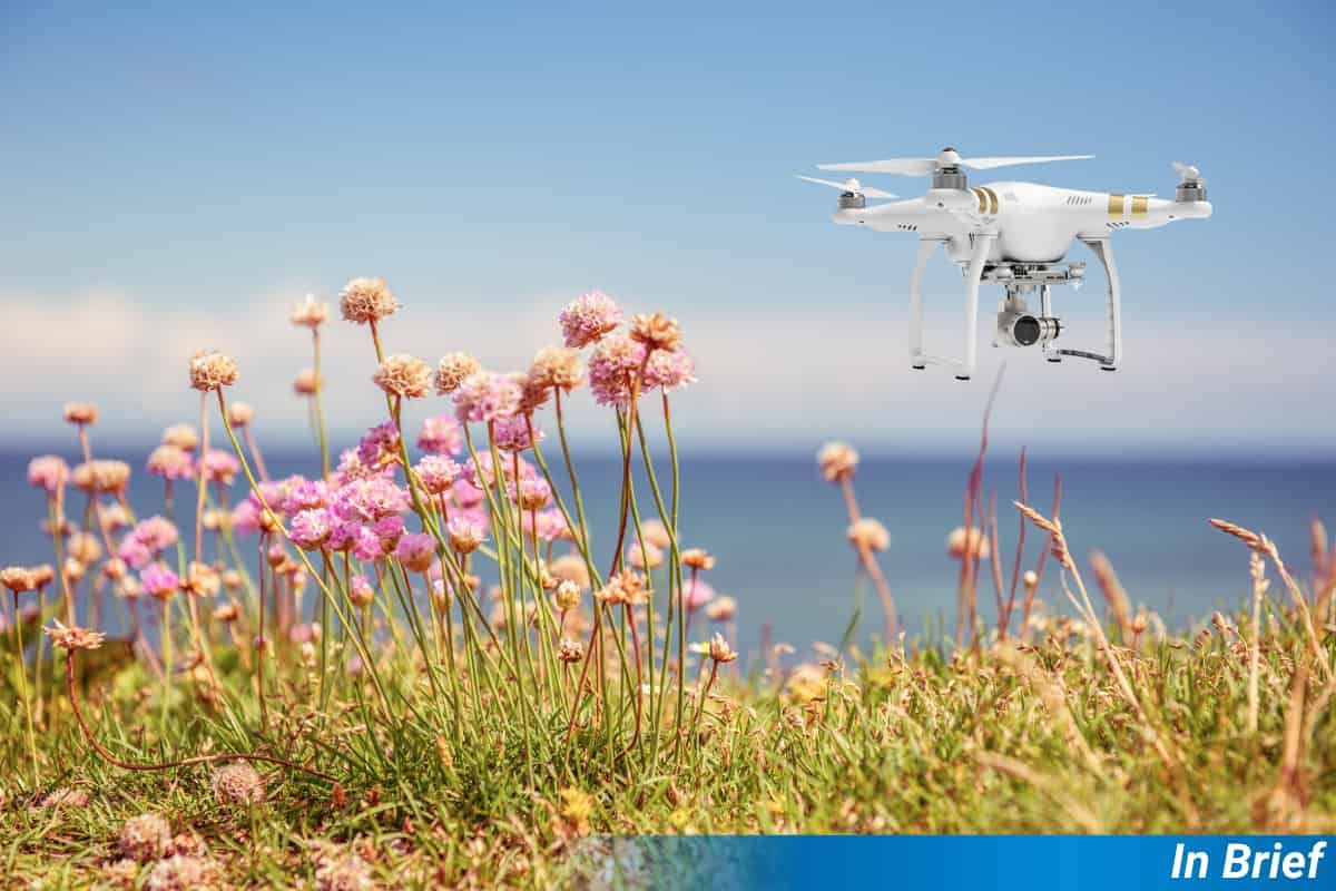 A drone is photoshopped over some wildflowers in an unconvincing way.