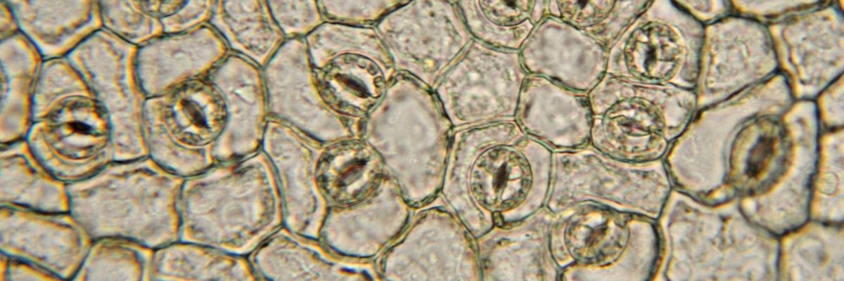Researchers Challenge Established Theory on Stomatal Movement