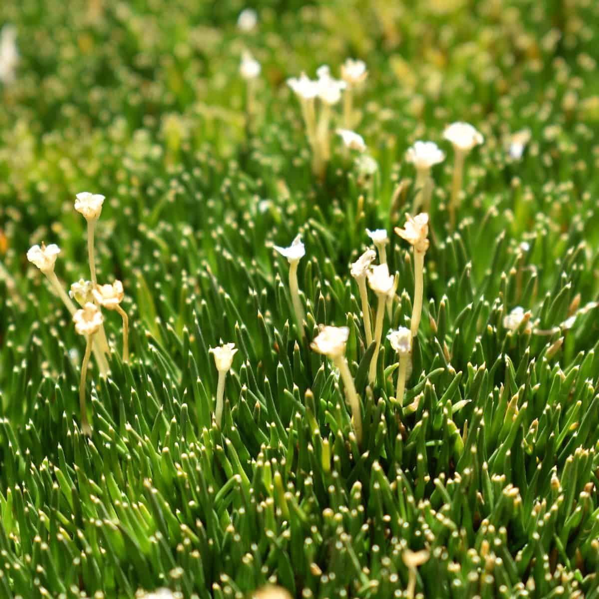 Antarctic Plants Show the Way to Life on the Moon