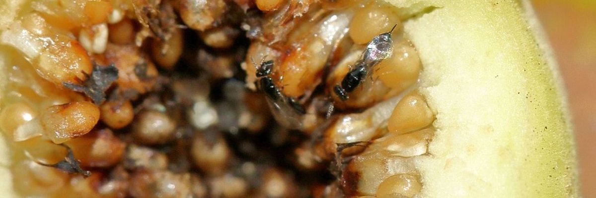The Fig and Wasp Mutualism Under the Microscope