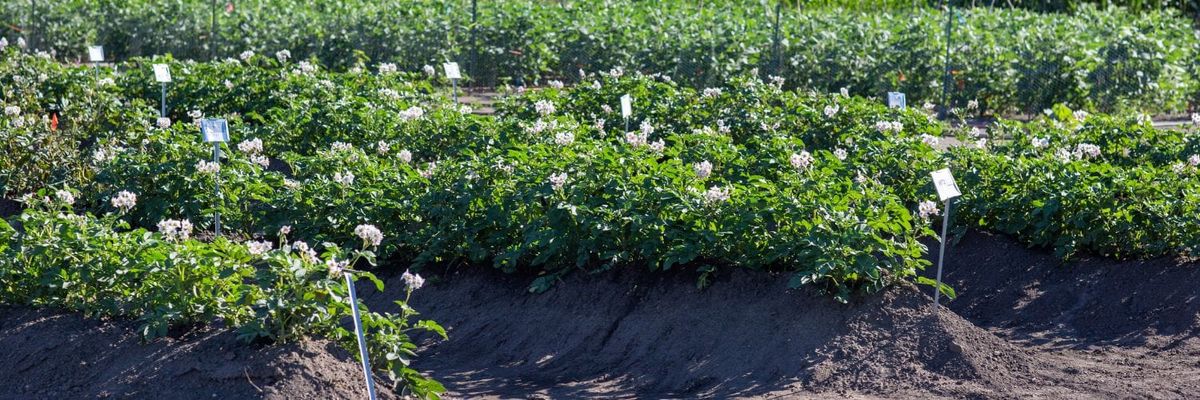 Climate-ready crop