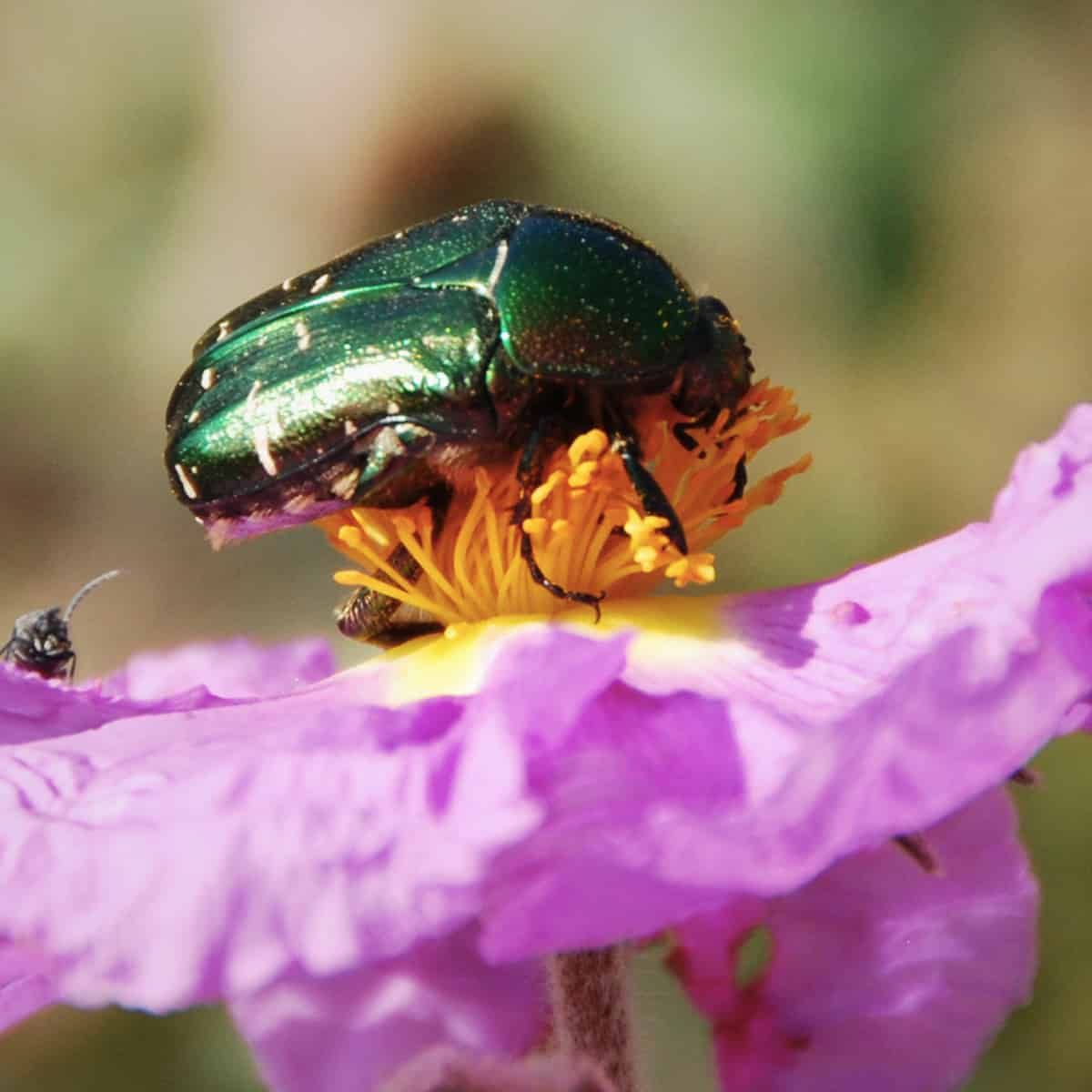 A shimmering green beetle hugs the golden anthers of a purple flower, almost like it's afraid it will lose them if it lets go