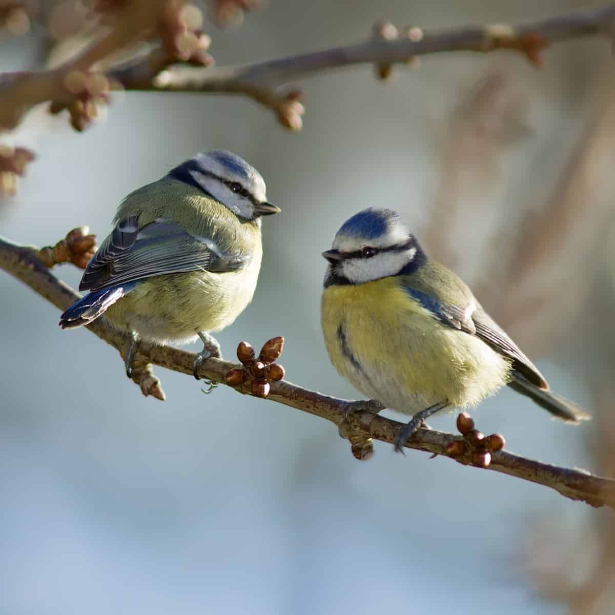 A pair of Blue Tits sit on a branch waiting for spring.