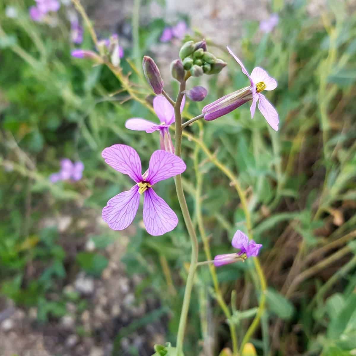 A purple flower shaped like a cross, with a striking purple colour.