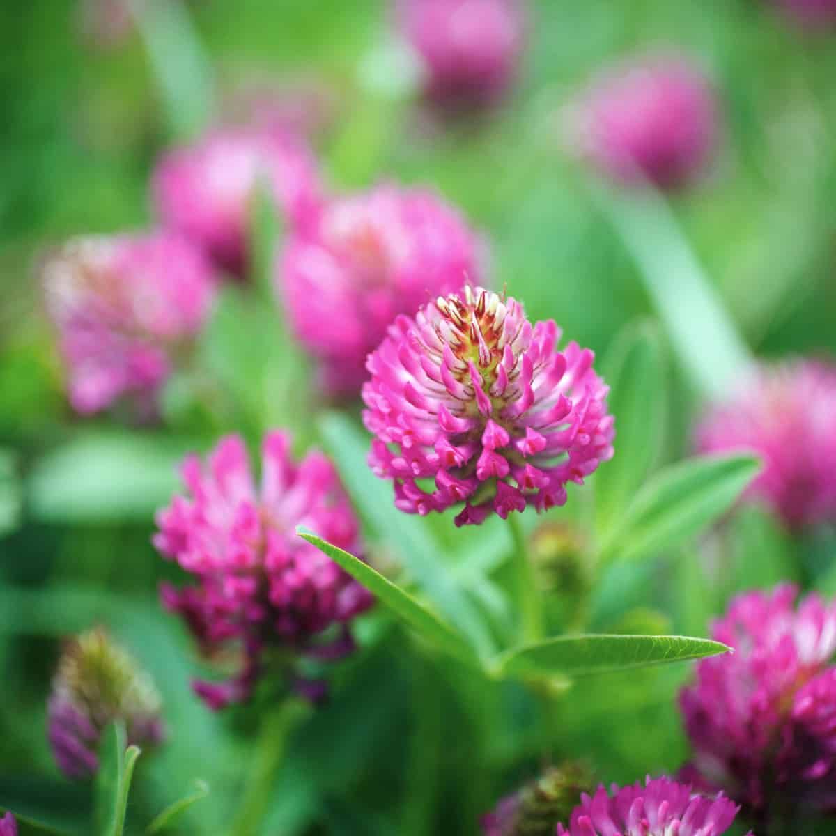 Red clover, though this is more towards magenta, against a green background of artfully blurred grass. The flower heads of th