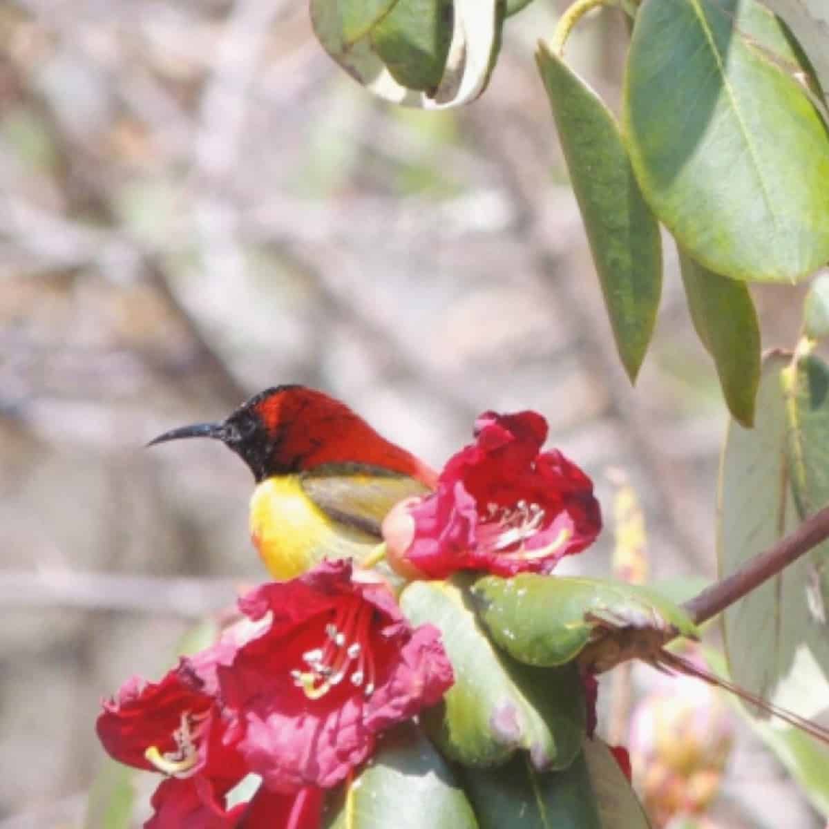 Una fotografía de cerca de un pequeño pájaro sol rojo y negro alimentándose de las vibrantes flores de color carmesí de una planta de rododendro.