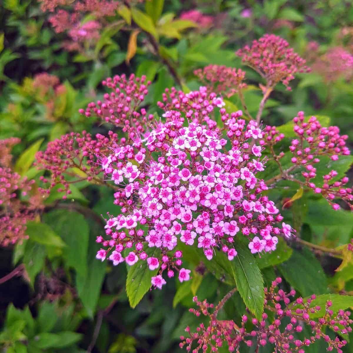 A close-up photograph of Spiraea japonica flowers in full bloom. The flowers form dense, flat-topped clusters of tiny pink an