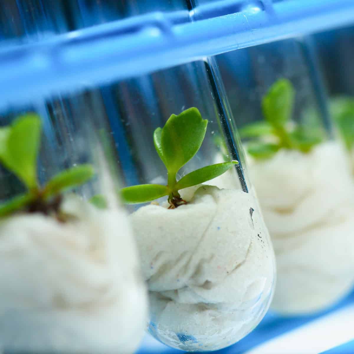 A row of seedlings at the bottom of a test tube indicating plant SCIENCE!