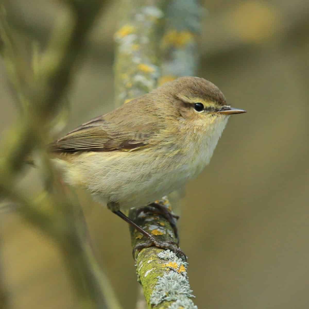 A Willow Warbler (Phylloscopus trochilus) perched on a lichen-covered branch. The small songbird has olive-brown upperparts,