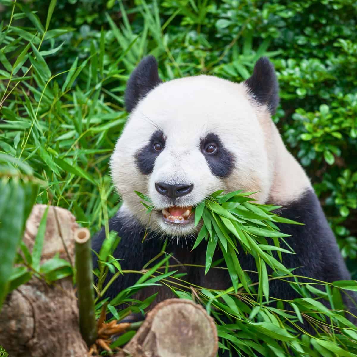 Un panda gigante come bambú, con el cerebro lleno de microARN. Sin duda. Si no prestas atención a sus dientes, parece...