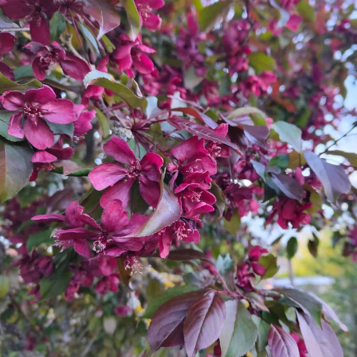 Fleurs de cerisier dans le jardin arrière.