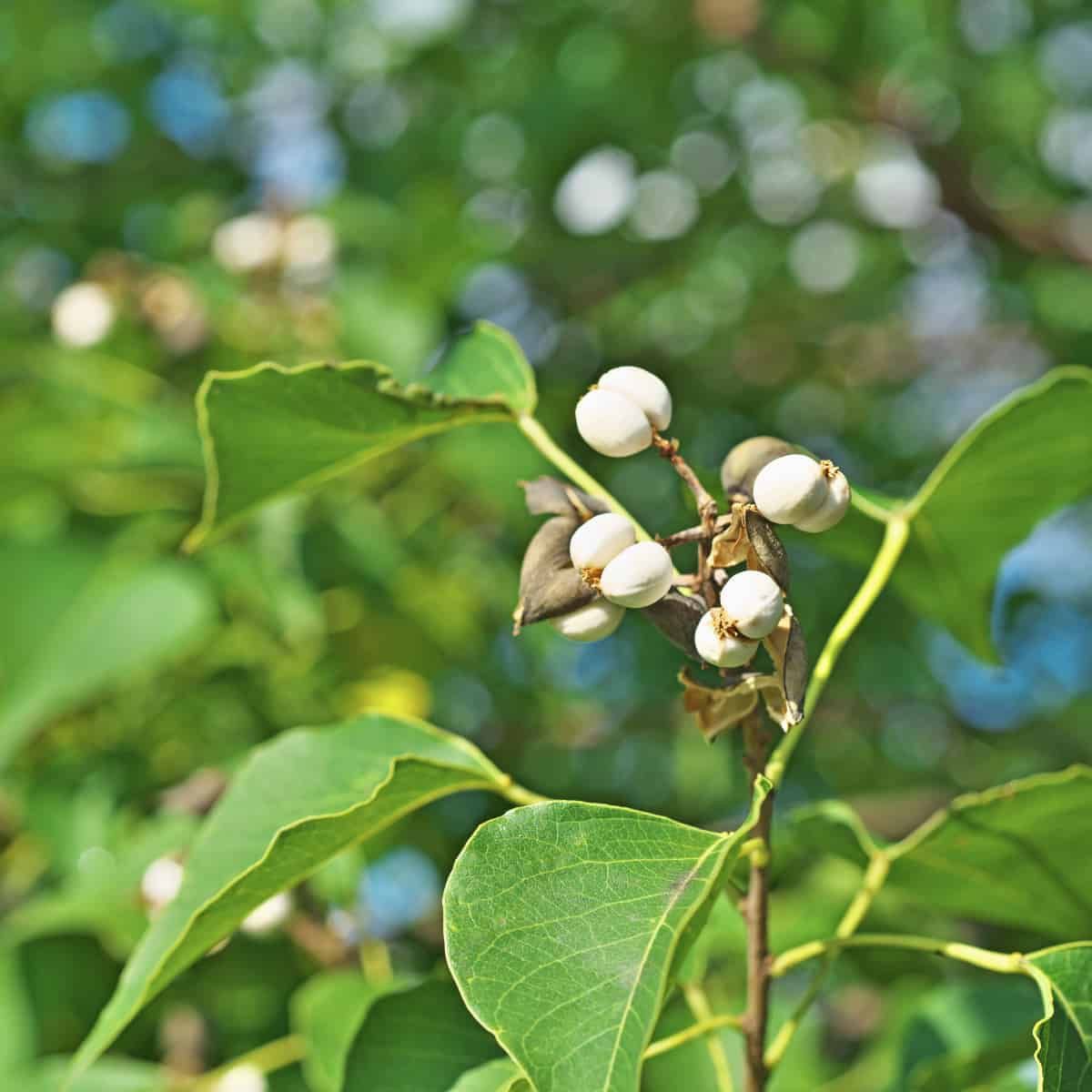 Fotografía de primer plano del árbol de sebo chino (Triadica sebifera) que muestra sus distintivas bayas blancas y sus hojas verdes en forma de corazón.