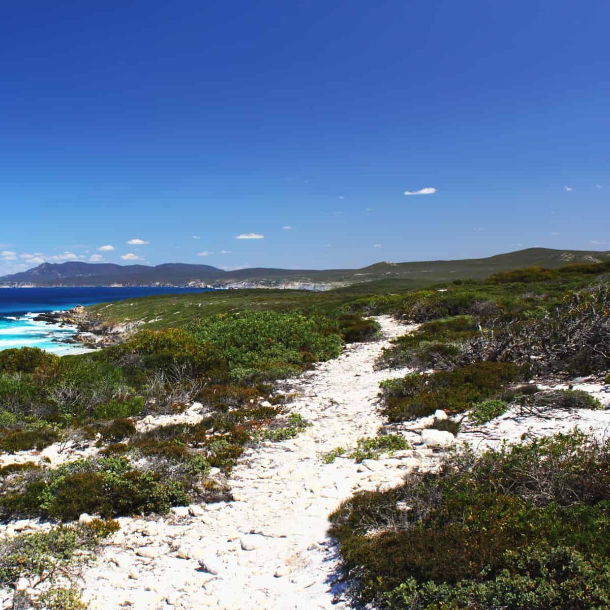 Le sentier Hakea, dans le parc national de Fitzgerald River. Des pierres d'un blanc éclatant découpent une bande de végétation vert foncé sur fond de…