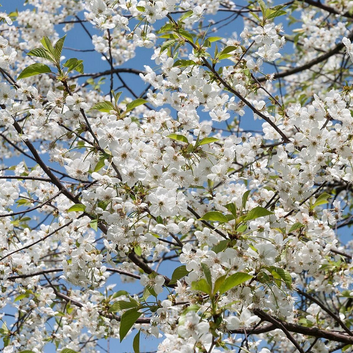 Genetic factors acting prior to dormancy in sour cherry influence bloom time the following spring
