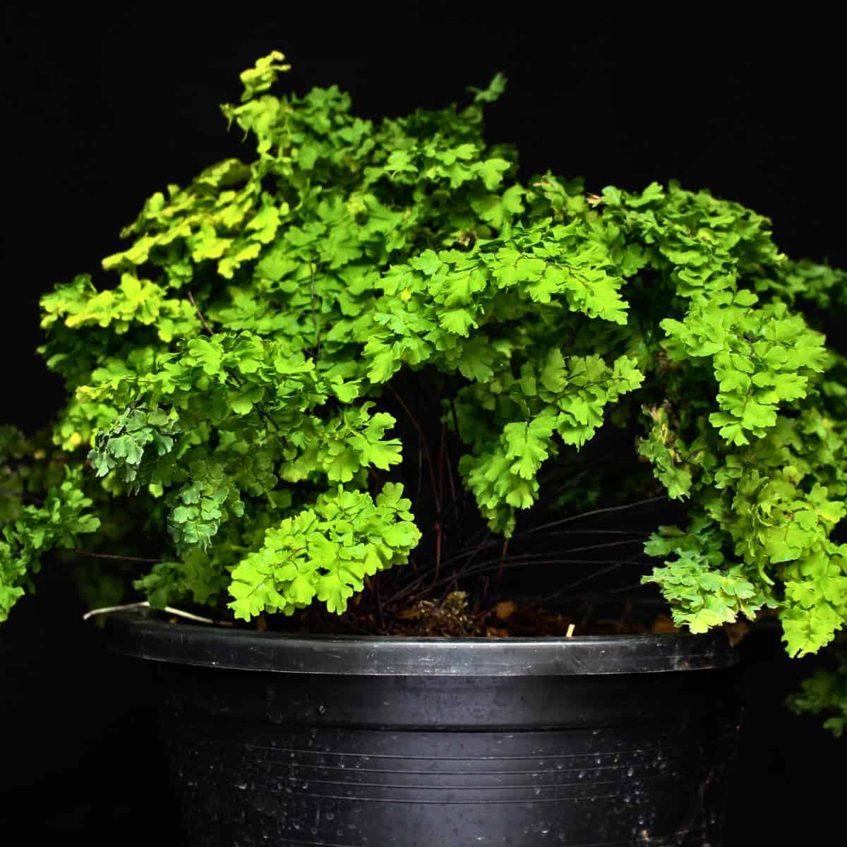 A lush maidenhair fern (Adiantum species) with delicate, bright green fronds cascading over the sides of a simple black plast