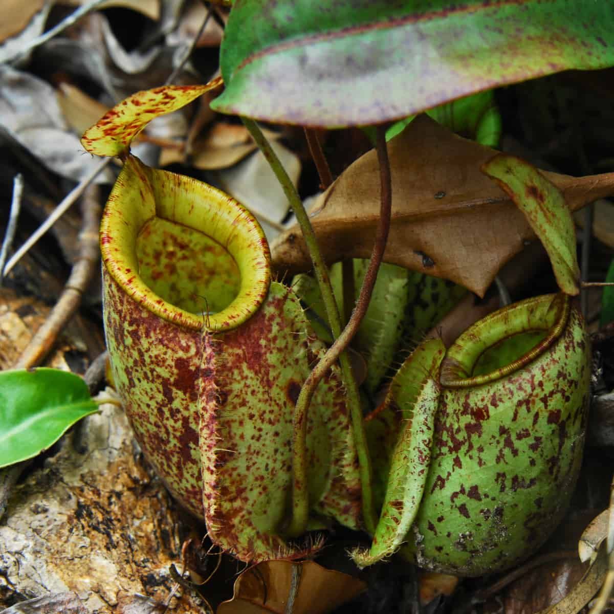 Fotografía en primer plano de plantas carnívoras Nepenthes × hookeriana que crecen entre la hojarasca del suelo del bosque. La imagen muestra...