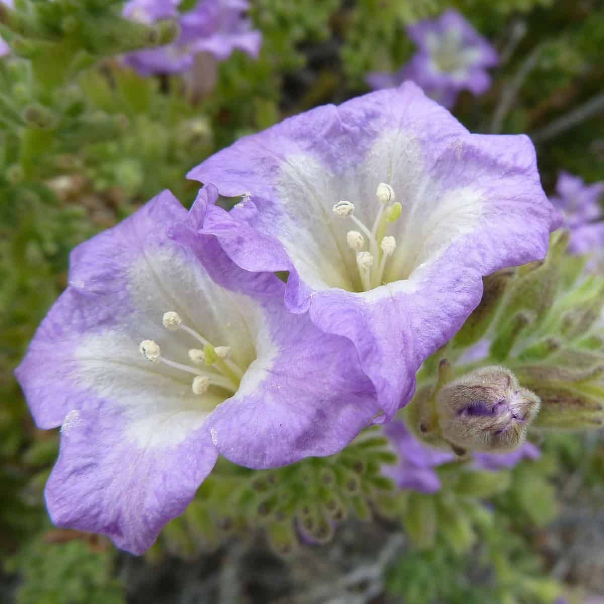 Two large purple flowers with funnel-shaped petals and bright white centers dominate the foreground, each displaying five pro