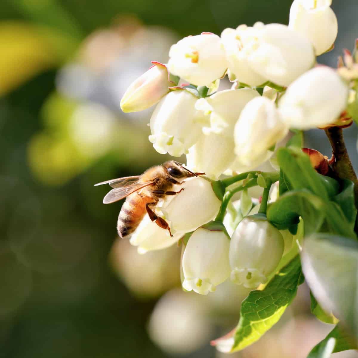 Une abeille butine les fleurs blanches du myrtille, étendant sa trompe à l'intérieur des fleurs en forme de cloche. Le plumage brun et ambré de l'abeille est visible sur son abdomen.
