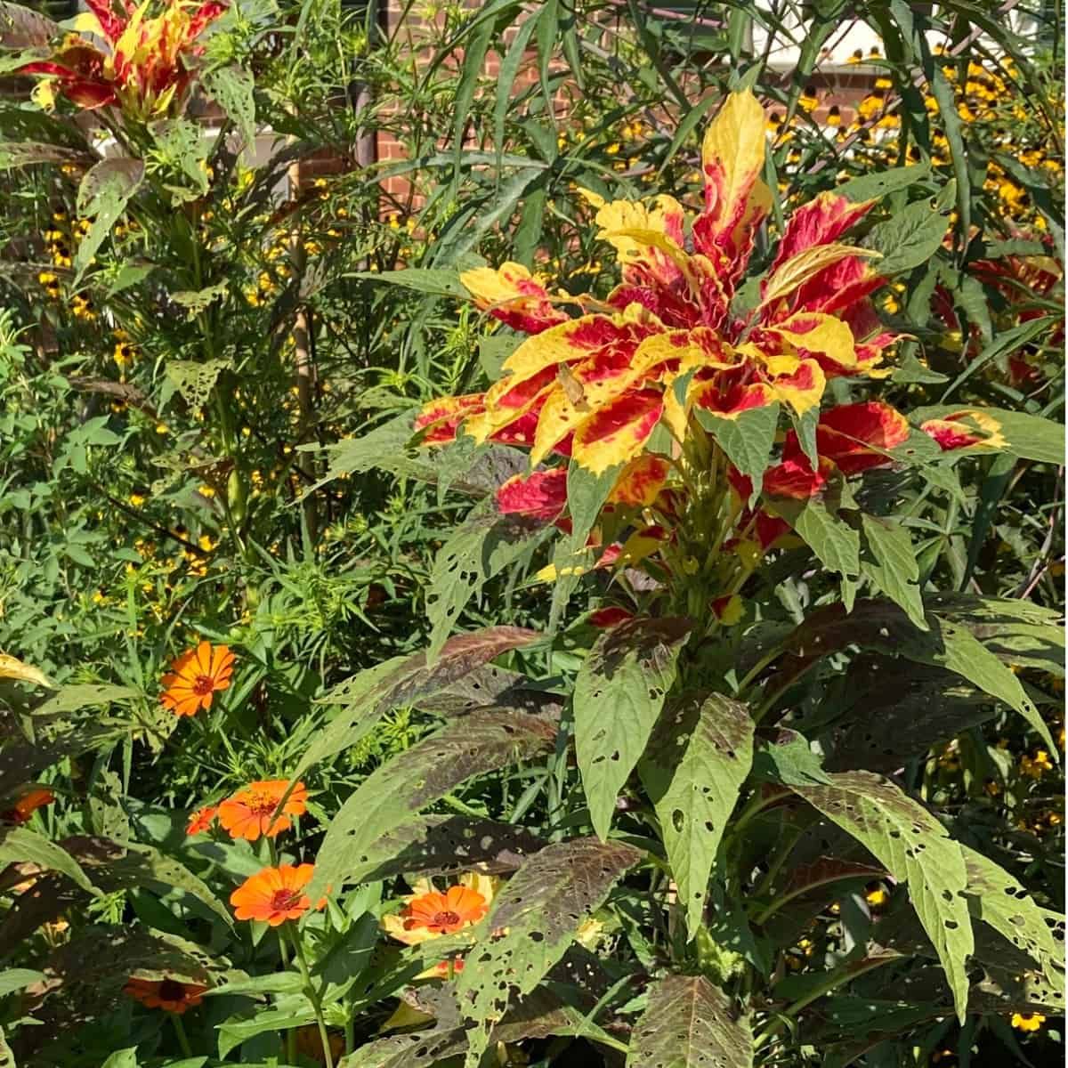 Planta de Amaranthus tricolor que muestra su característico follaje colorido con hojas abigarradas de color rojo, amarillo y verde vibrantes.
