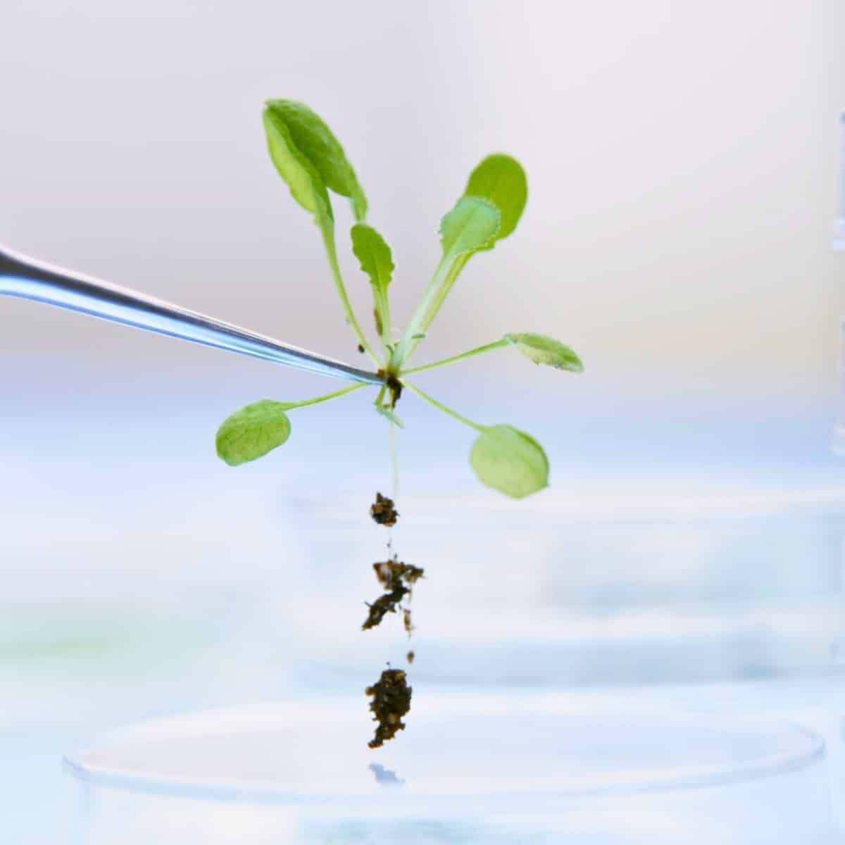 Una plántula joven de Arabidopsis thaliana sujeta con pinzas metálicas sobre un fondo blanco. La planta muestra su típica roseta.