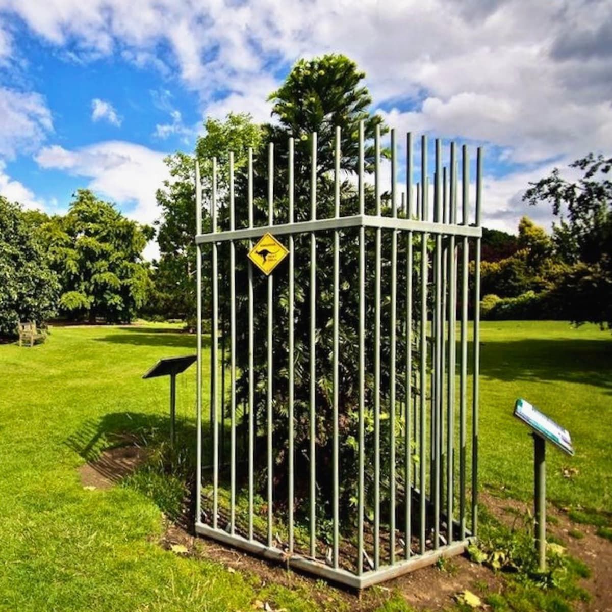 Un pino Wollemi joven, protegido por una alta jaula metálica en una zona verde de Kew Gardens. El recinto de seguridad cilíndrico.