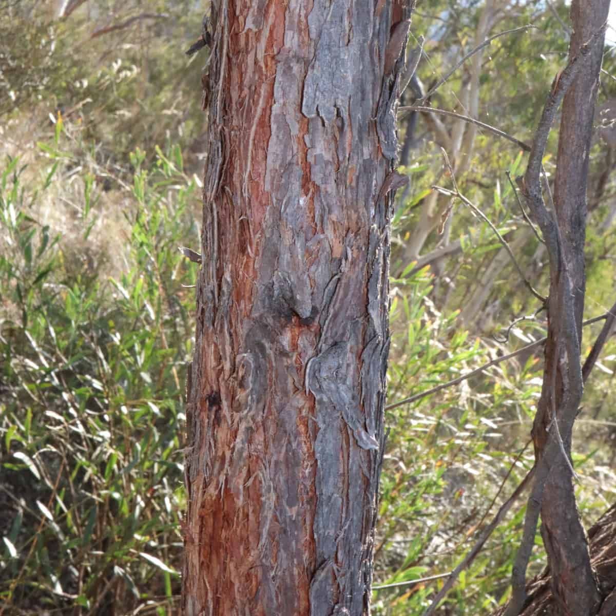 Bark peeling from the trunk of a red stringybark, with the red colour revealed underneath.