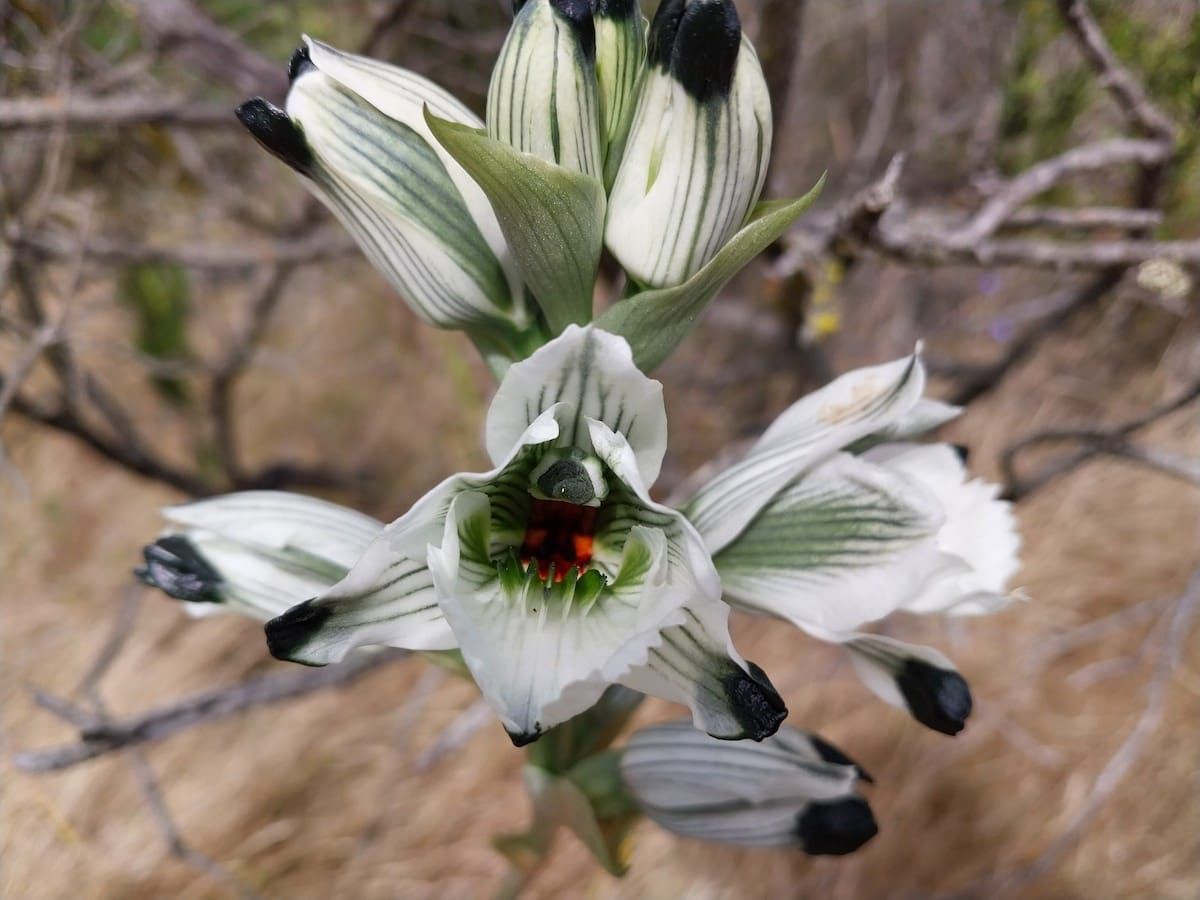 The Week in Botany September 29, 2025