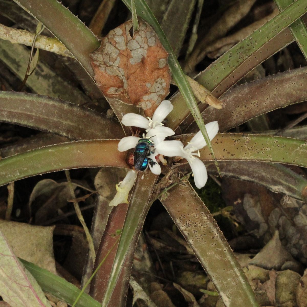Cryptanthus bahianus: Die Blume, die ihrer Gattung trotzt