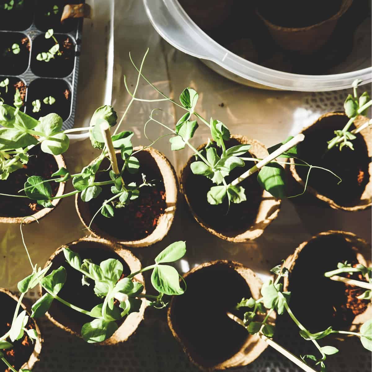 Seedlings in pots