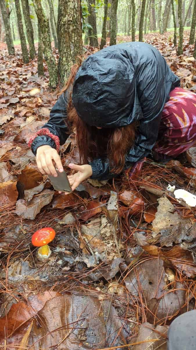 Someone crouching in a damp forest to photograph Amanita basii.