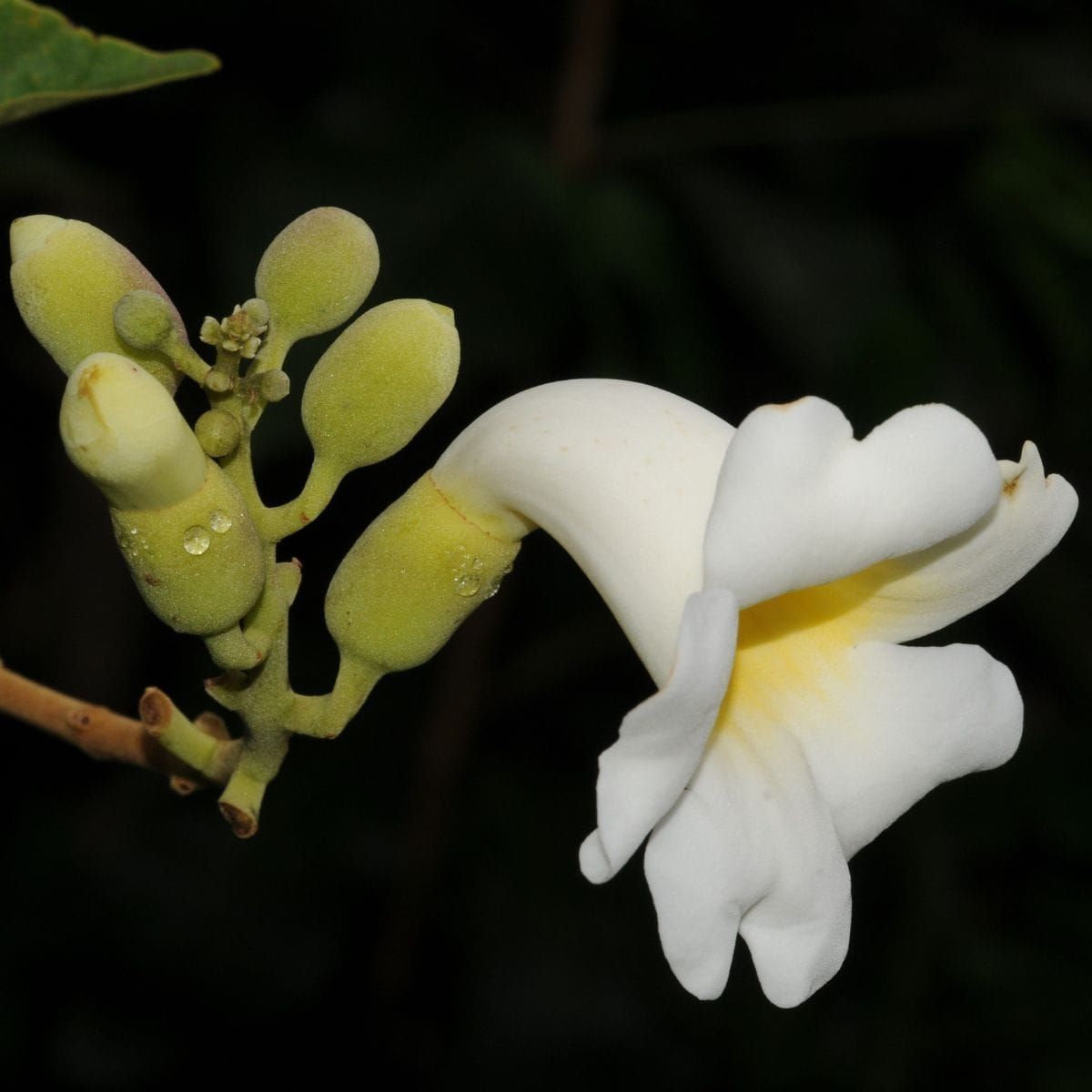 Zwei Nektarwelten unter einer Blüte