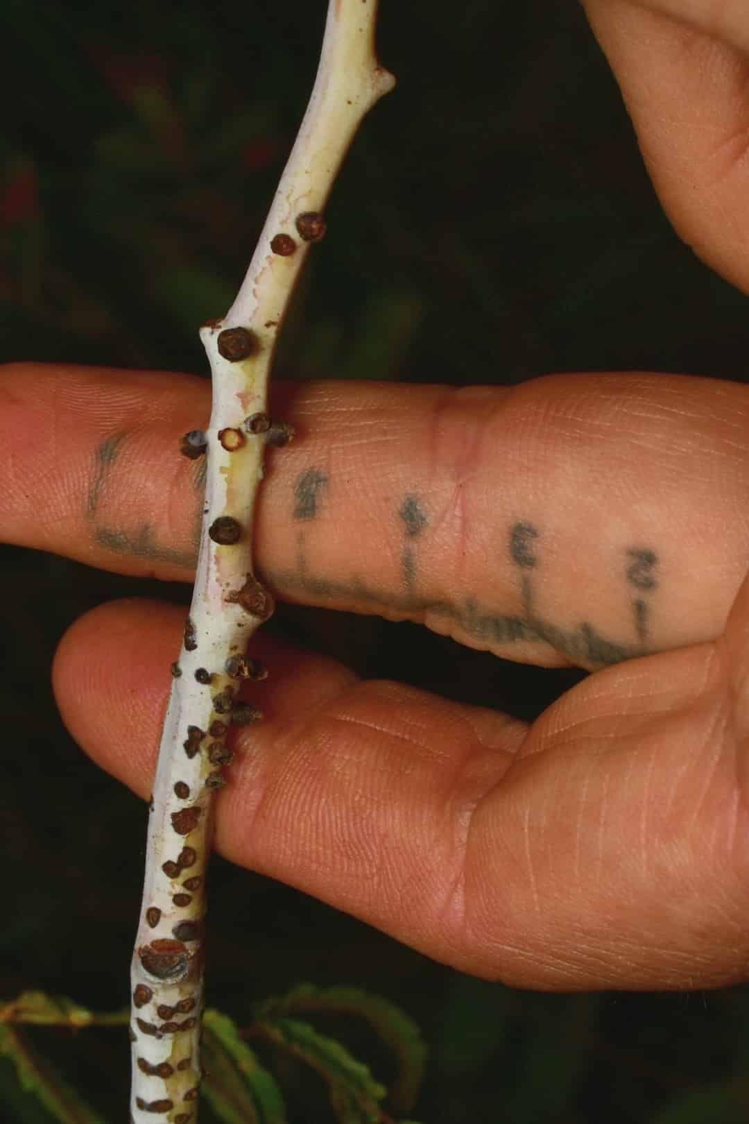 A pock-marked stem with a tattoed finger for scale.