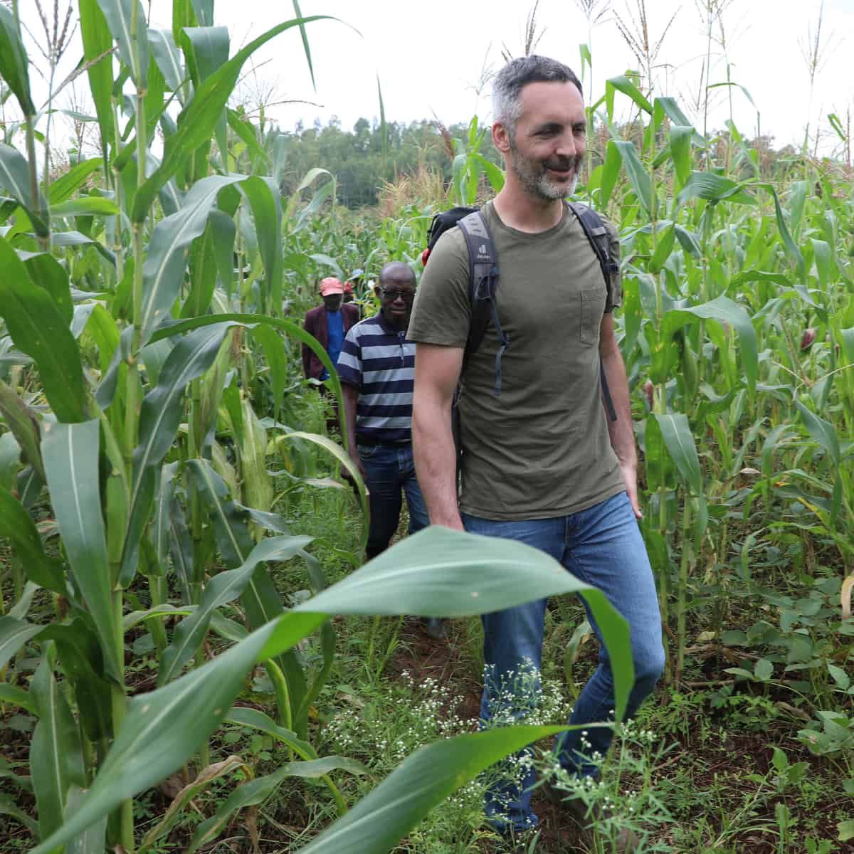 Botanists doing fieldwork in a field of crops as tall as they are.